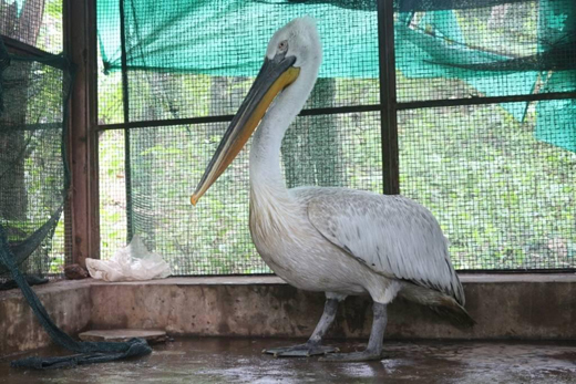 Dalmatian pelican at Pilikula Biological Park